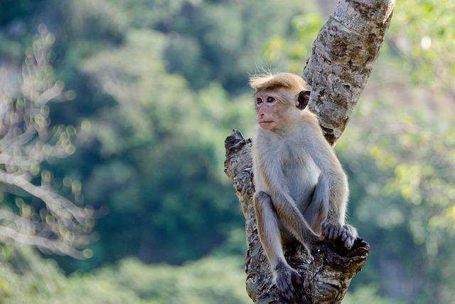 The Surprising Intelligence of Monkeys: Understanding Their Cognitive Abilities