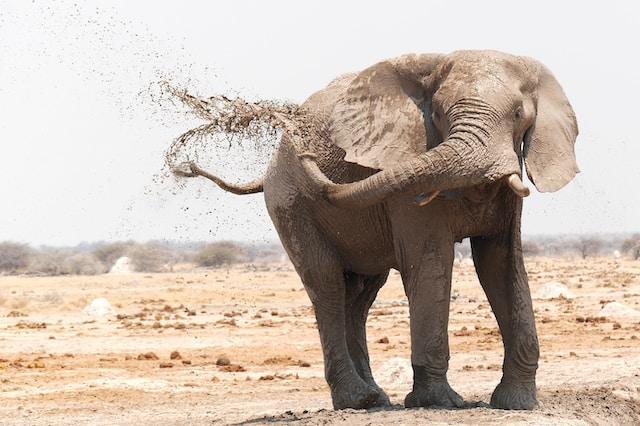 The Importance of Play in Elephant Behavior