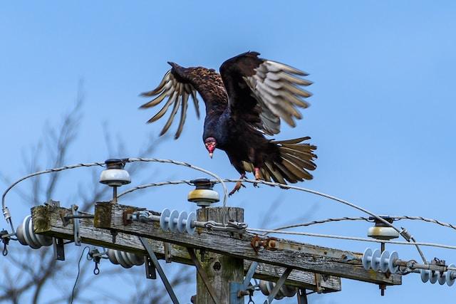 The Importance of the California Condor