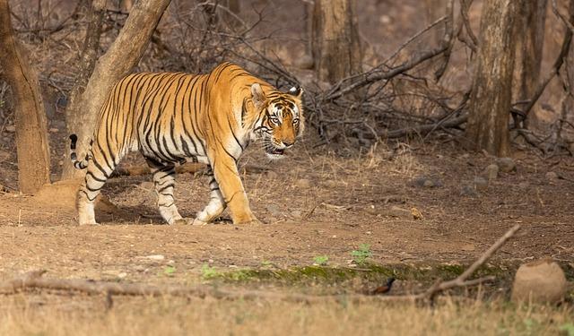The Mighty Bengal Tiger A Closer Look at India's National Animal
