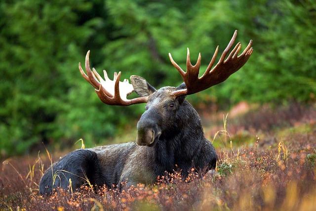 The Moose The Majestic Mammal of the North