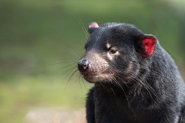 The Tasmanian devil is a medium-sized mammal that has a stocky, muscular build.