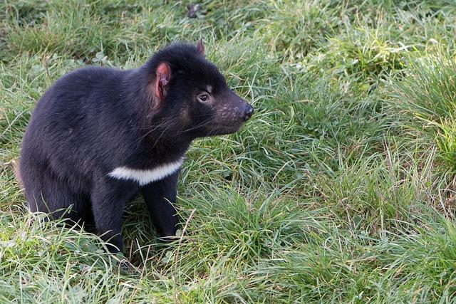 The Tasmanian devil is a unique and fascinating animal that is native to Tasmania.