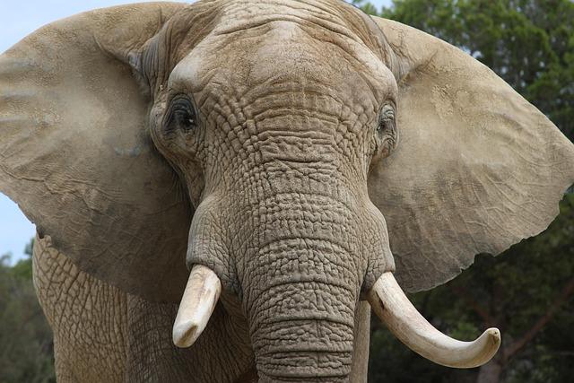 The ears of an elephant are a remarkable feat of natural engineering.