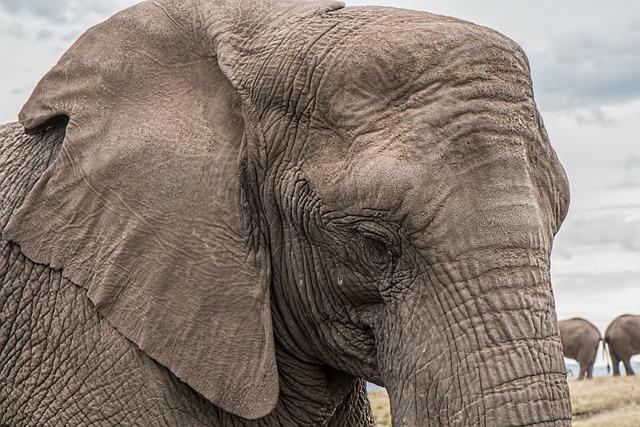 The ears of an elephant are composed of a complex system of cartilage, blood vessels, and muscles