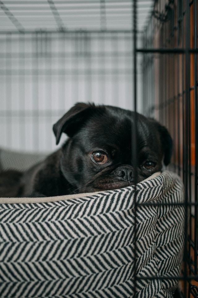 The first step in crate training is choosing the right crate. The crate should be just large enough for your dog to stand up, turn around, and lie down comfortably.