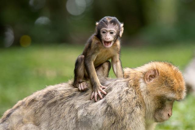 The impressive cognitive abilities of monkeys have important implications for both conservation and research