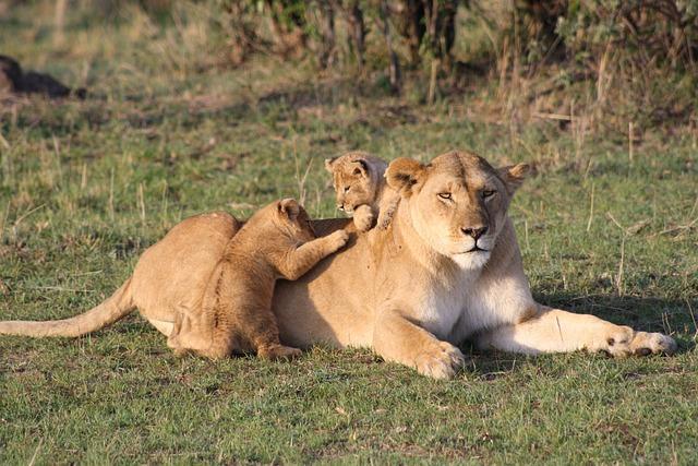 The life of a lion cub begins in a den, where they are cared for by their mother for the first few weeks of their lives.