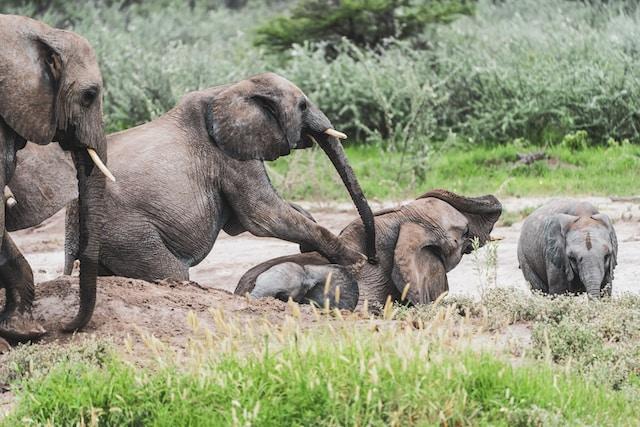 Types of Play Behaviors in Elephants