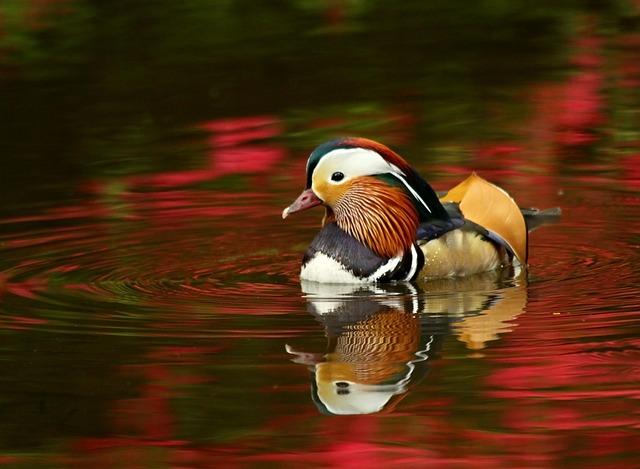 Unveiling Mandarin Ducks Beauty, Mystery, and Culture