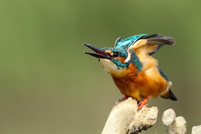 Kingfisher Vocalizations : Distinctive Calls and Communication