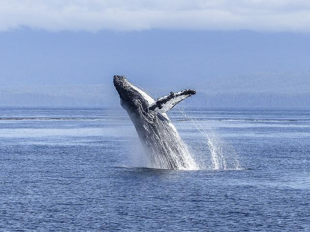 Where to Watch Humpback Whales