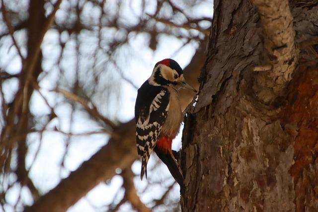 Exploring the Fascinating World of Woodpeckers Architecture!