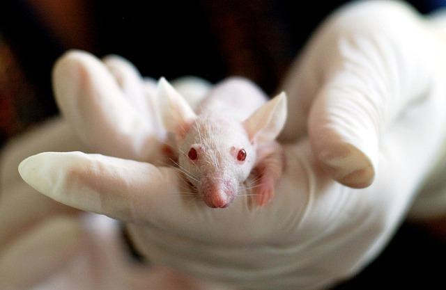 Rats are valuable subjects for scientific research, particularly in the fields of medicine and psychology. 