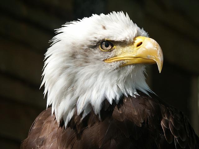 Eagle Eyesight:: The anatomy of an eagle's eye is a masterpiece of evolution