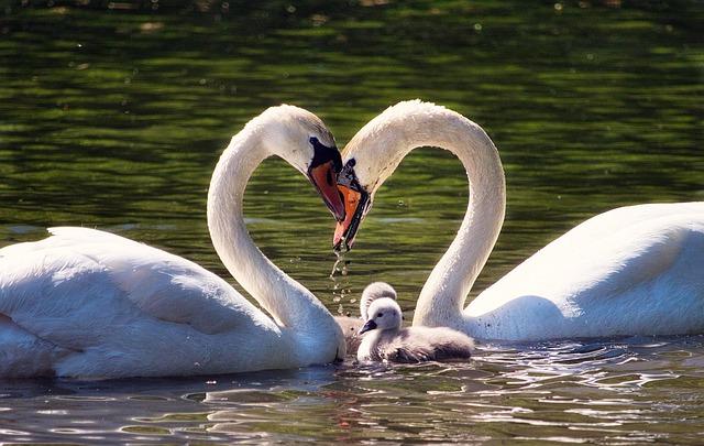 Communication is essential for swans, as it helps them establish social hierarchies, find mates, and avoid potential threats. 