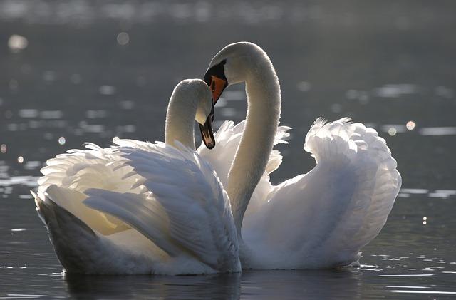 One of the most common forms of communication among swans is through sound