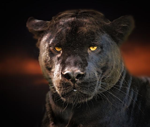 Panthers are a variant of the leopard, with a genetic mutation that causes excess melanin in their skin and fur, giving them a black coat.