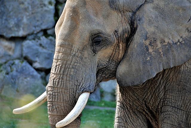 elephant skin is so sensitive that the animals can detect changes in temperature as small as 0.05 degrees Celsius.