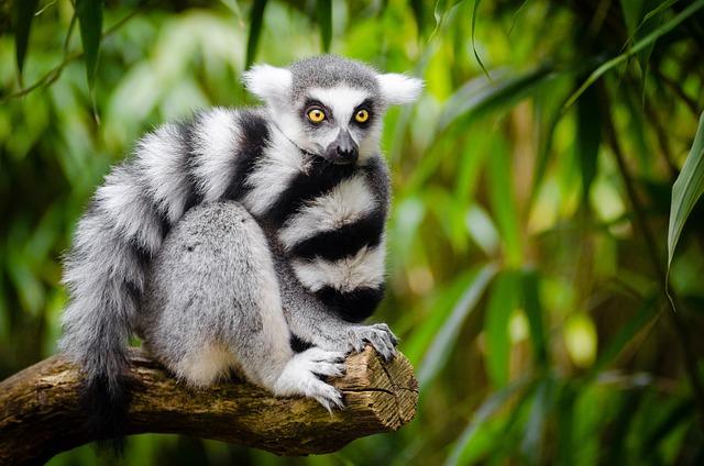 Lemurs' Social Lives Unveiled: Insights into their Behavior