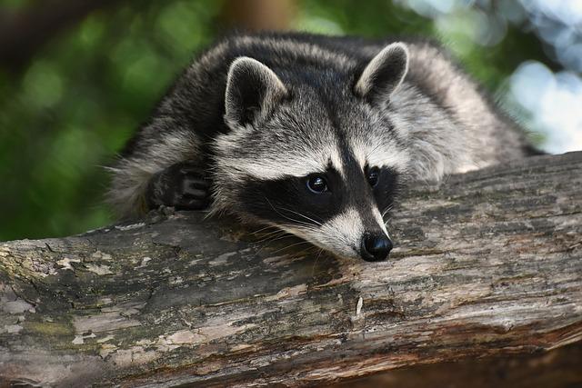 raccoons are masters of adaptability and can thrive in a variety of environments