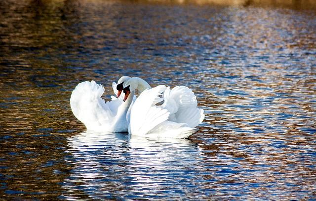 Swans also use their behavior to communicate with each other. 