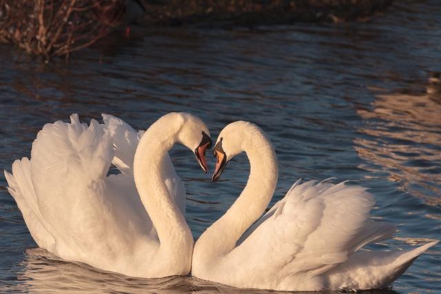 In conclusion, swans are remarkable communicators, using a range of sounds, postures, and movements to convey different messages to their fellow swans.