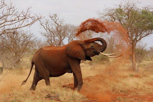 10 Amazing Ways Elephants Use Their Trunks - Travlean