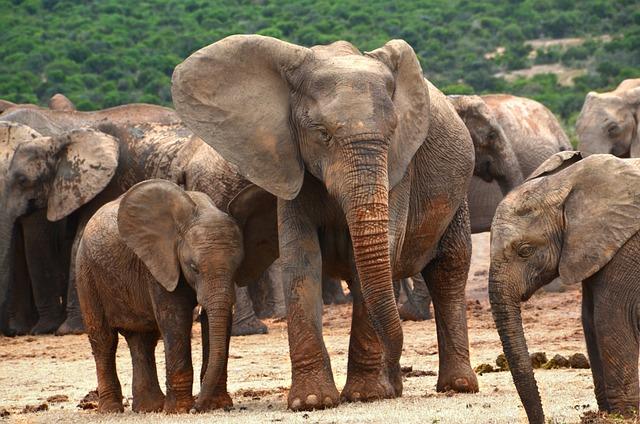 An elephant's body is uniquely adapted for survival in their environment