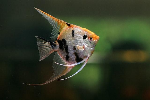 Angelfish A Guide to One of the Most Elegant Fish Breeds