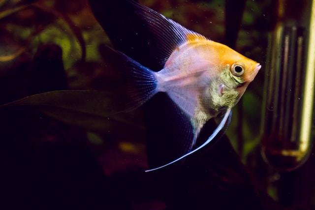 Angelfish are a beautiful and elegant fish breed that require proper care and attention to thrive in your aquarium.