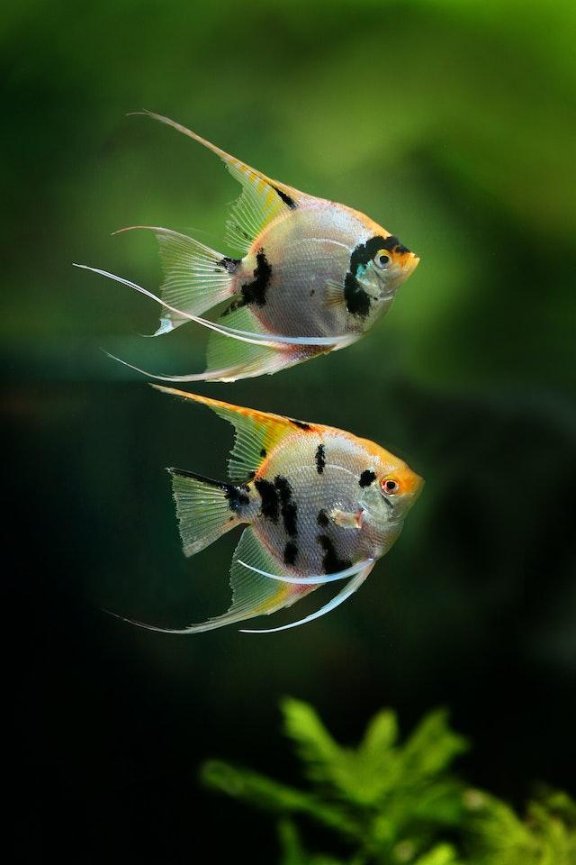 Angelfish are relatively easy to breed in an aquarium setting, although it requires specific tank setup and preparation. 