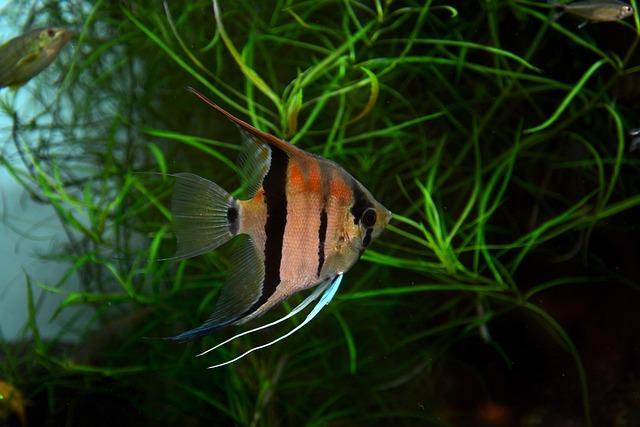 Angelfish are tall, thin fish that can grow up to 6 inches in length.