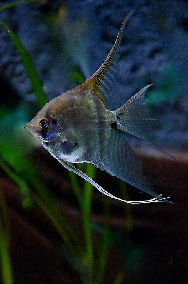 Angelfish require a specific set of care needs to thrive in an aquarium.