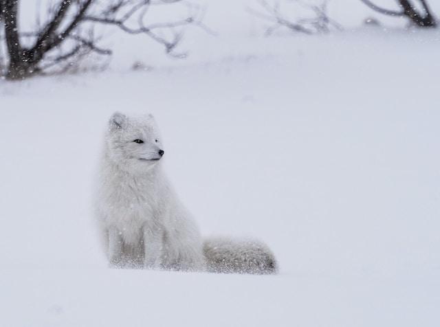 Arctic Fox: Surviving the Cold and Thriving in the Tundra - Travlean