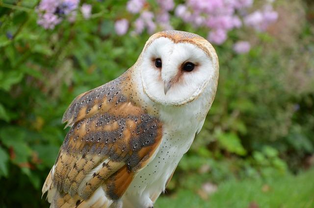 Barn Owls The Unsung Heroes of the Sky