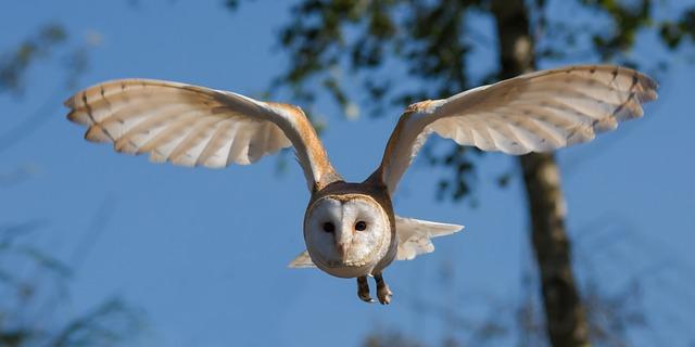 Barn owls are also an indicator species, meaning that their presence or absence can provide important information about the health of an ecosystem.