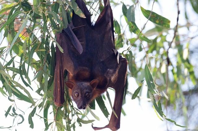 Conservation Efforts to Protect Flying Foxes