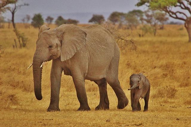 Despite these threats, there is hope for elephant populations. 