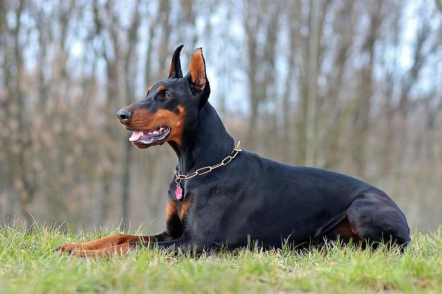 The Doberman: Unleashing the Beauty and Brains of this Remarkable Breed