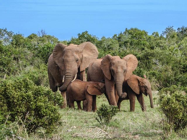 Elephants are highly social animals that form complex family structures.