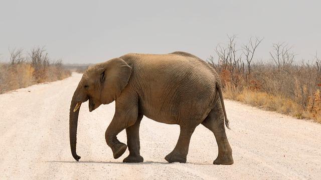 Elephants have a highly developed sense of smell, and their trunks are used to detect scents from miles away