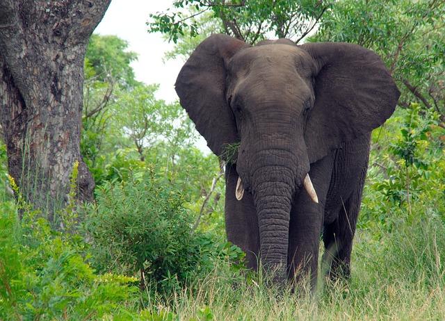 Elephants play a vital role in maintaining the health of their ecosystems. 