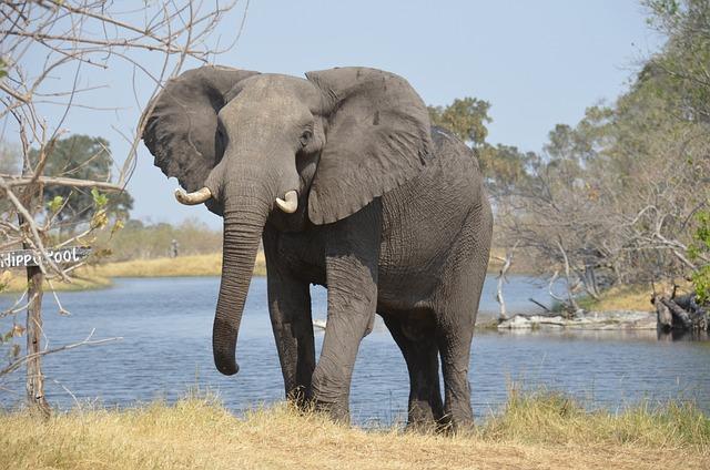 Elephants use their trunks for breathing