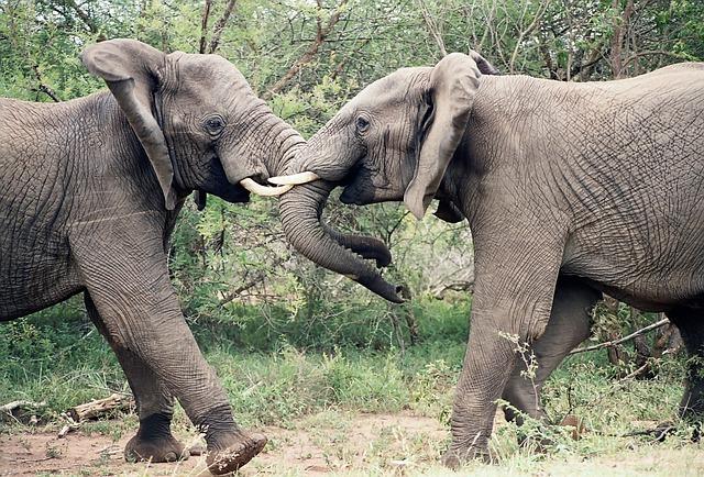 Elephants use their trunks to defend themselves and their herd
