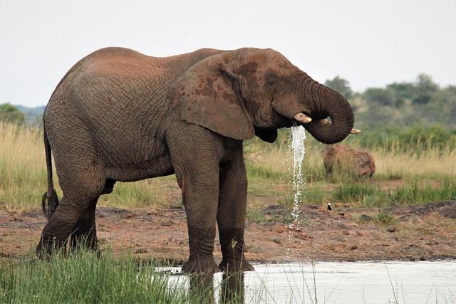 Elephants use their trunks to drink water,