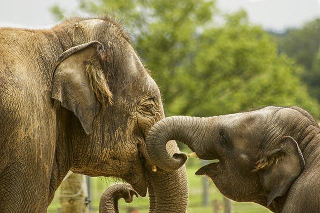 Elephants use their trunks to express a range of emotions, including happiness, excitement, and fear