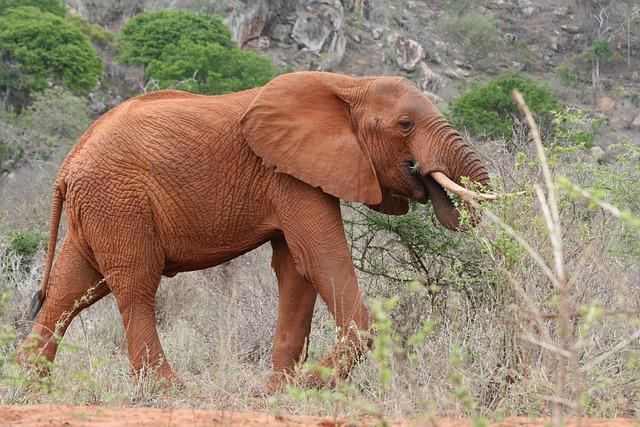 Elephants use their trunks to grasp and pick up food, which they then place into their mouths