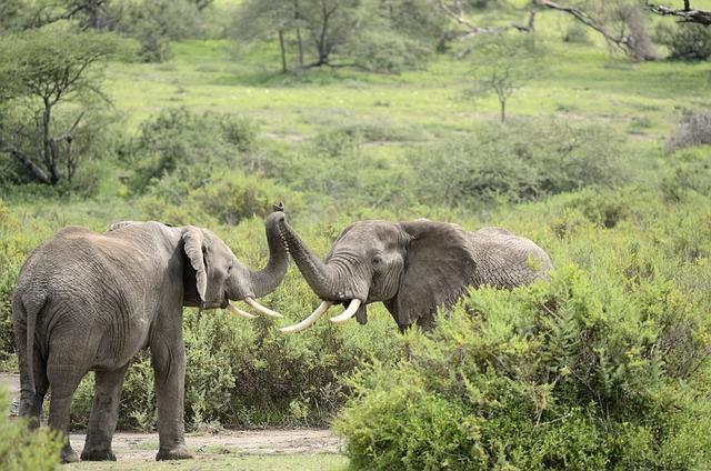 Elephants use their trunks to greet each other