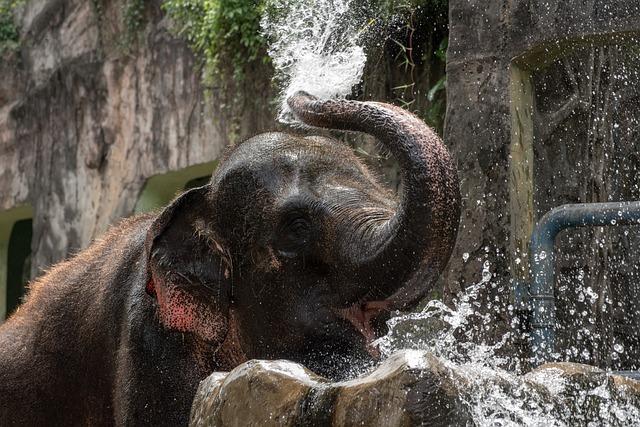 Elephants use their trunks to splash water onto their bodies